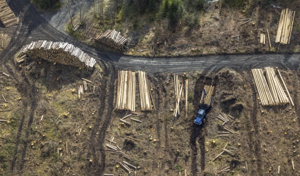 Aerial photo, forest damage in the forest area Berg Ebschloh, timber transport, Erndtebrück, Siegerland, North Rhine-Westphalia, Germany, tree dieback, DE, Europe, aerial photo, aerial photography, aerial photography, overview, bird's eye view, forest, forest area, forest damage, forest dieback, birds-eyes view, overview, bark beetle plague, spruce dieback, clearing, tree clearing, deforestation, woodpile