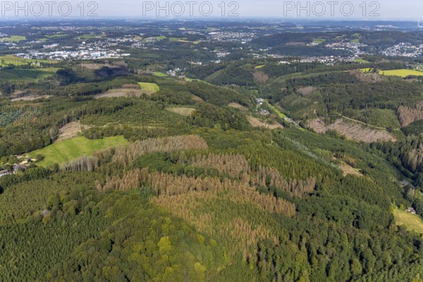 Aerial photograph, forest damage and forest dieback in the district of Rüggeberg in Ennepetal, Ruhr area, North Rhine-Westphalia, Germany, tree dieback, bark beetle damage, bark beetle plague, DE, Ennepetal, Europe, spruce dieback, clear-cutting, aerial photograph, aerial photography, aerial photography, overview, bird's-eye view, forest, forest damage, forest dieback, birds-eyes view, overview