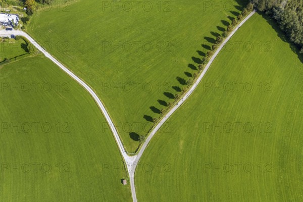 Aerial view, tree avenue Mittelhesterberg in the district Rüggeberg in Ennepetal, Ruhr area, North Rhine-Westphalia, Germany, tree avenue, tree row, tree row at the roadside, tree series, DE, Ennepetal, Europe, shapes and colours, aerial view, aerial photography, aerial photography, overview, bird's-eye view, overview