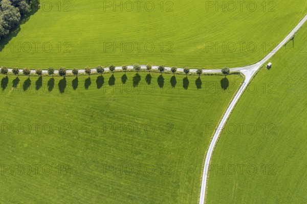 Aerial view, tree avenue Mittelhesterberg in the district Rüggeberg in Ennepetal, Ruhr area, North Rhine-Westphalia, Germany, tree avenue, tree row, tree row at the roadside, tree series, DE, Ennepetal, Europe, shapes and colours, aerial view, aerial photography, aerial photography, overview, bird's-eye view, overview