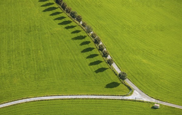 Aerial view, tree avenue Mittelhesterberg in the district Rüggeberg in Ennepetal, Ruhr area, North Rhine-Westphalia, Germany, tree avenue, tree row, tree row at the roadside, tree series, DE, Ennepetal, Europe, shapes and colours, aerial view, aerial photography, aerial photography, overview, bird's-eye view, overview
