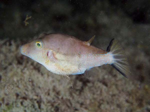A pointed pufferfish (Canthigaster rostrata) hovers above the sandy seabed. Dive site El Cabron marine reserve, Arinaga, Gran Canaria, Spain, Atlantic Ocean