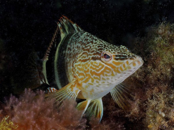 A scribefish (Serranus scriba) rests on algae in the underwater world. Dive site El Cabron marine reserve, Arinaga, Gran Canaria, Spain, Atlantic Ocean