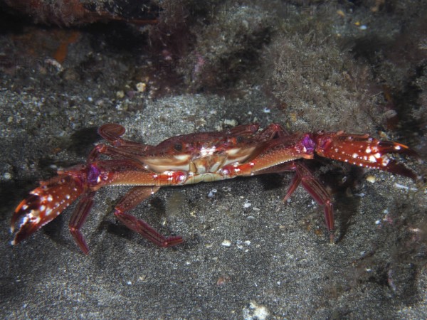 A red swimming crab (Cronius ruber) sits on the seabed in an underwater world. Dive site El Cabron marine reserve, Arinaga, Gran Canaria, Spain, Atlantic Ocean