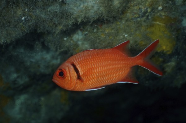A red Jacobus soldierfish (Myripristis jacobus) in the water, strong colour and attentive eye. Dive site El Cabron Marine Reserve, Arinaga, Gran Canaria, Spain, Atlantic Ocean