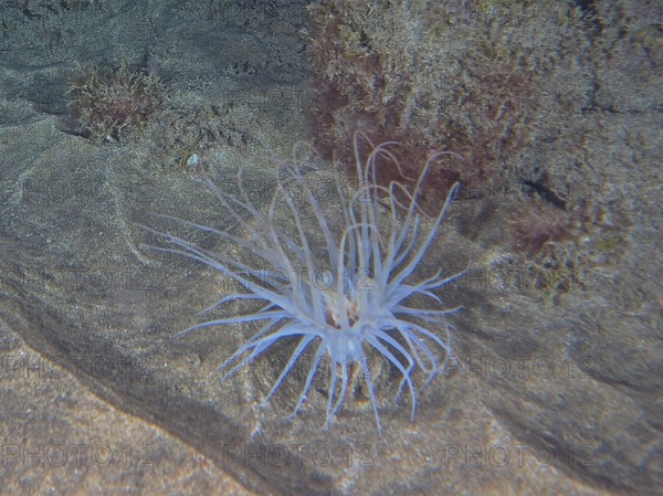 A cylindrical rose (Pachycerianthus) unfurls its tentacles on the seabed. Dive site El Cabron marine reserve, Arinaga, Gran Canaria, Spain, Atlantic Ocean