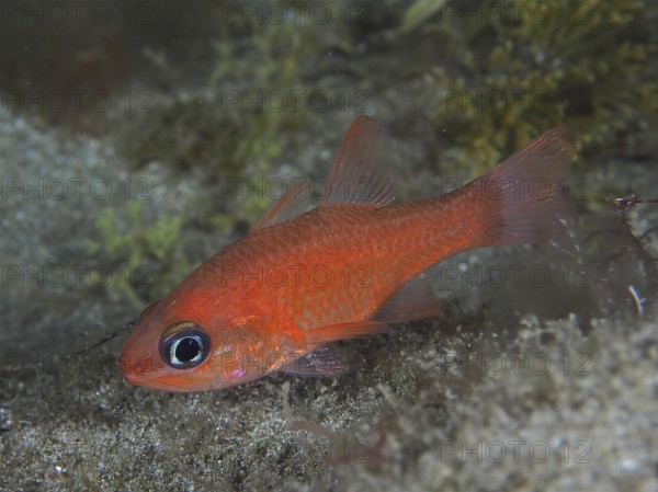 Small red fish, mullet king (Apogon imberbis), above the seabed, large eyes and vivid colour. Dive site El Cabron Marine Reserve, Arinaga, Gran Canaria, Spain, Atlantic Ocean