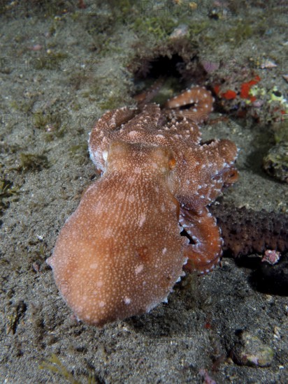An octopus with rough skin, Callistoctopus macropus (Callistoctopus macropus), explores the sandy seabed. Dive site El Cabron Marine Reserve, Arinaga, Gran Canaria, Spain, Atlantic Ocean