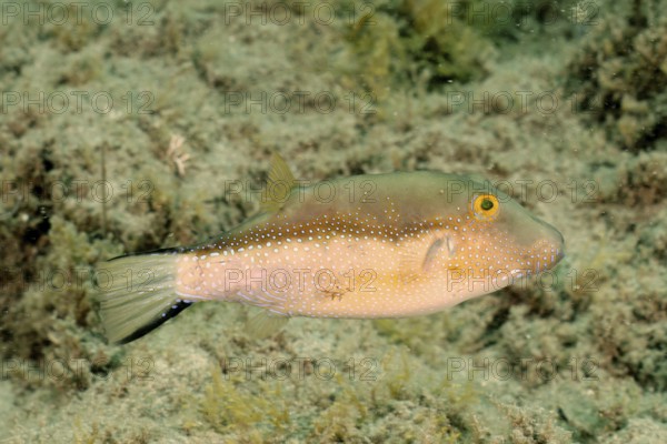 Macaronesian pointed pufferfish (Canthigaster capistrata) with spots swims near the seabed, surrounded by algae. Dive site El Cabron marine reserve, Arinaga, Gran Canaria, Spain, Atlantic Ocean