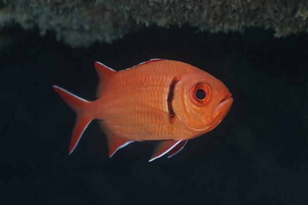 Red coloured fish with a prominent eye, Jacobus soldierfish (Myripristis jacobus), floating and alive. Dive site El Cabron Marine Reserve, Arinaga, Gran Canaria, Spain, Atlantic Ocean