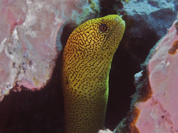 Golden-tailed moray eel (Gymnothorax miliaris) hiding in a cave in the reef, bright yellow with black patterns. Dive site Salemera, La Palma, Canary Islands, Spain, Atlantic Ocean