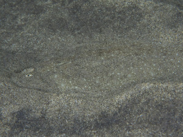 A flatfish, dog tongue (Symphurus insularis) is perfectly camouflaged on the sandy seabed, barely recognisable. Dive site El Cabron Marine Reserve, Arinaga, Gran Canaria, Spain, Atlantic Ocean