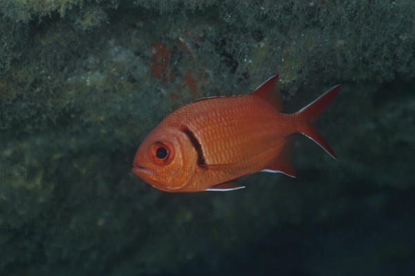 Bright red Jacobus soldierfish (Myripristis jacobus) floating in the clear water, eyes clearly visible. Dive site El Cabron marine reserve, Arinaga, Gran Canaria, Spain, Atlantic Ocean