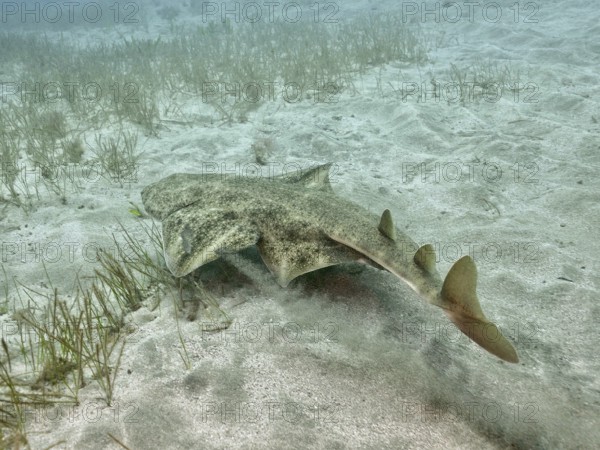 Angel shark (Squatina squatina) moving over the sandy seabed, fins visible, underwater. Dive site El Cabron Marine Reserve, Arinaga, Gran Canaria, Spain, Atlantic Ocean
