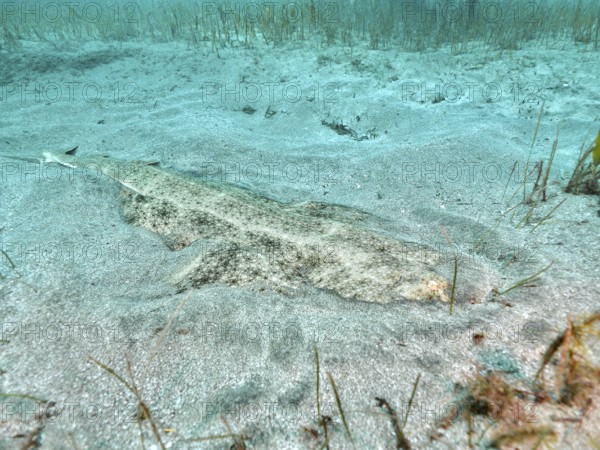 Hidden angel shark (Squatina squatina) in sandy surroundings on the seabed, difficult to recognise in the natural environment. Dive site El Cabron Marine Reserve, Arinaga, Gran Canaria, Spain, Atlantic Ocean