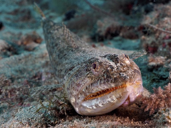 A lizardfish (Synodus saurus) camouflaged on the sandy seabed, almost invisible in the grey background. Dive site El Cabron marine reserve, Arinaga, Gran Canaria, Spain, Atlantic Ocean