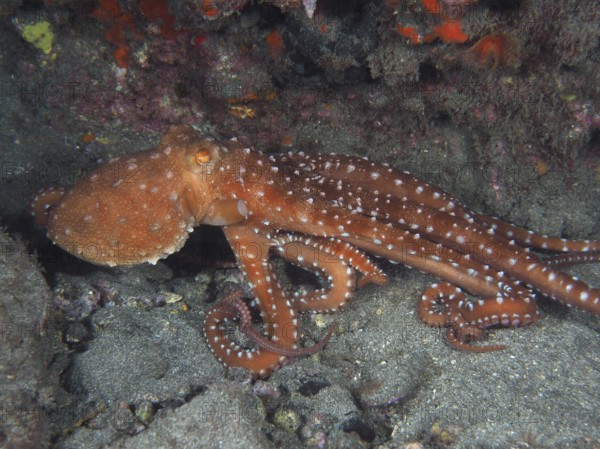 A rusty brown octopus, Callistoctopus macropus (Callistoctopus macropus), moves across the seabed. Dive site El Cabron Marine Reserve, Arinaga, Gran Canaria, Spain, Atlantic Ocean