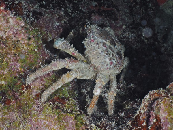 Camouflaged crab, West Indian spider crab (Maguimithrax spinosissimus), sits under an overhang and adapts to its sandy environment. Dive site John Pennekamp Coral Reef State Park, Key Largo, Florida Keys, Florida, USA