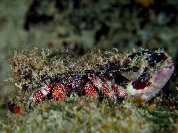 A hermit crab camouflaged in the coral reef with a large, rough shell, White-spotted hermit crab (Paguristes puncticeps) . Dive site Nursery, Pompano Beach, Florida, USA
