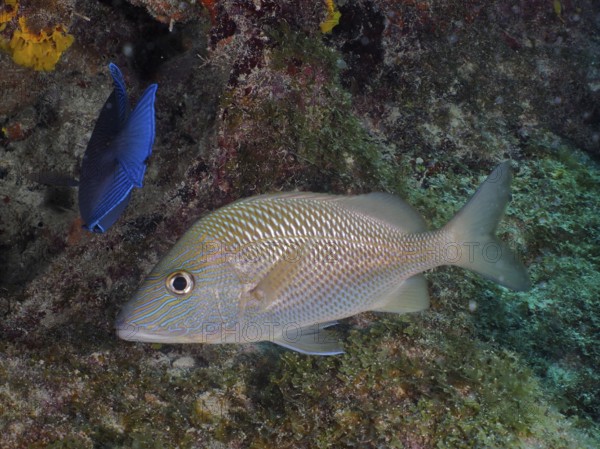 Great white grunt (Haemulon plumierii) swimming along a reef. Dive site John Pennekamp Coral Reef State Park, Key Largo, Florida Keys, Florida, USA