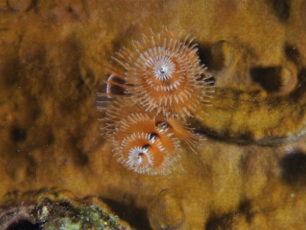 Spiral-shaped Christmas tree worm (Spirobranchus giganteus) in vivid orange colours on a seabed. Dive site John Pennekamp Coral Reef State Park, Key Largo, Florida Keys, Florida, USA