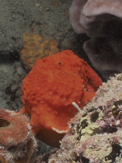 Multi-spotted frogfish (Antennarius multiocellatus) perfectly camouflaged on the rocky seabed, surrounded by various algae and sponges. Dive site Pauls Reef, Riviera Beach, Florida, USA