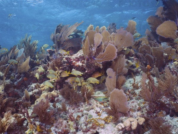 Lush coral reef with numerous colourful fish and Venus fans (Gorgonia ventalina) in clear blue water. Dive site John Pennekamp Coral Reef State Park, Key Largo, Florida Keys, Florida, USA