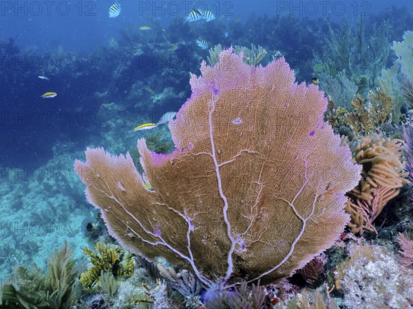 Large fan coral, Venus fan (Gorgonia ventalina), surrounded by colourful fish, bright colours in clear, deep blue water. Dive site John Pennekamp Coral Reef State Park, Key Largo, Florida Keys, Florida, USA