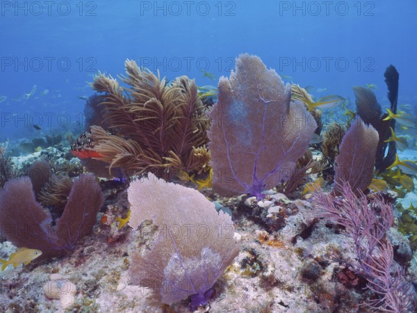 Coral reef with various soft corals, including Venus fans (Gorgonia ventalina) and fish in clear, blue sea water. Dive site John Pennekamp Coral Reef State Park, Key Largo, Florida Keys, Florida, USA