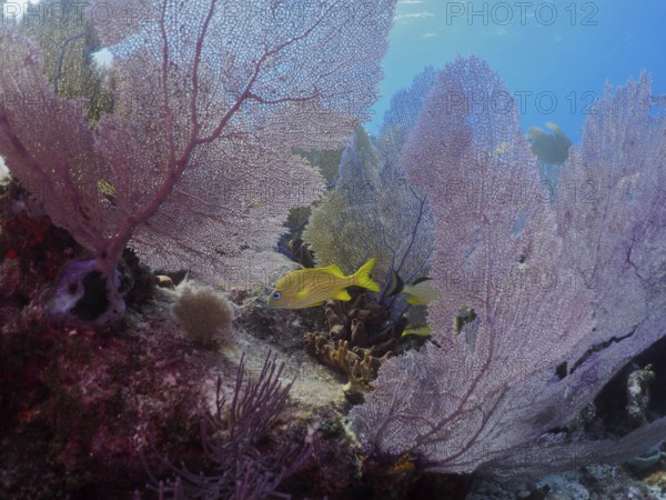 Underwater landscape with colourful corals, Venus fans (Gorgonia ventalina), and a yellow fish, in clear blue water. Dive site John Pennekamp Coral Reef State Park, Key Largo, Florida Keys, Florida, USA