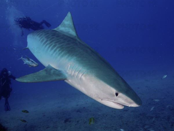 Large tiger shark (Galeocerdo cuvier) in deep water with divers nearby watching the animal, surrounded by blue ocean. Dive site Bonair, Jupiter, Florida, USA