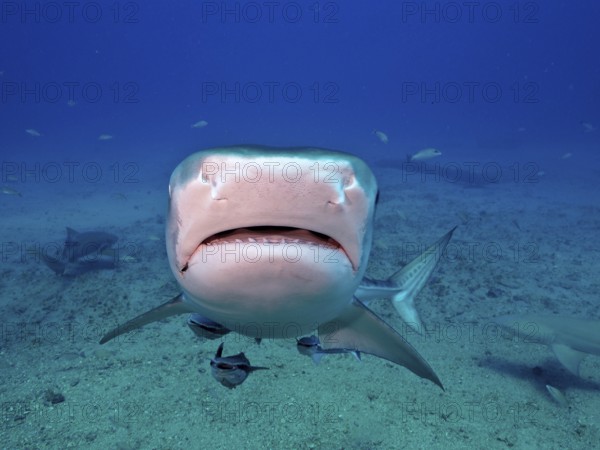 Close-up of a tiger shark (Galeocerdo cuvier) swimming towards the camera in the deep blue water of the ocean. Dive site Bonair, Jupiter, Florida, USA