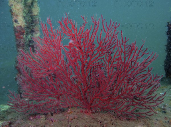 Red coral, deep-sea gorgonian (Iciligorgia schrammi), on sandy seabed, surrounded by aquatic plants, in clear, blue-green water. Dive site Amber Jack, Destin, Panhandle, Gulf of Mexico, Florida, USA