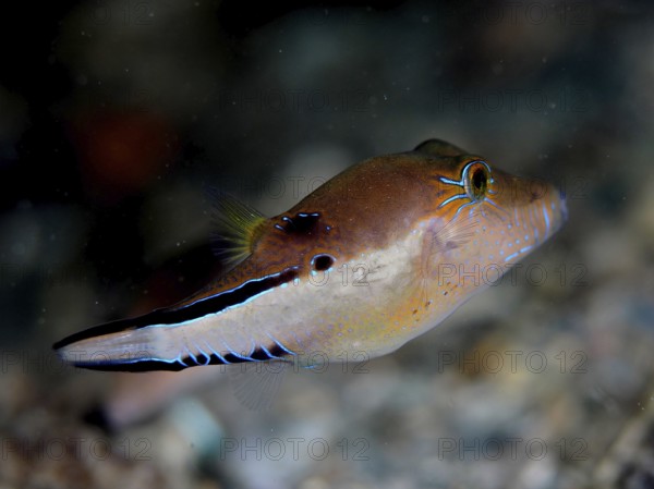 A brown fish with neon coloured accents, Congo pufferfish (Canthigaster rostrata), swims in an underwater environment. Dive site Blue Heron Bridge, Phil Foster Park, Riviera Beach, Florida, USA