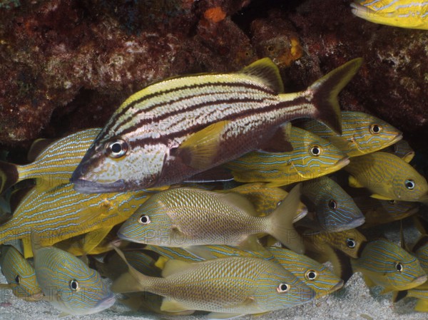 A Spanish grunt (Haemulon macrostomum) in front of a school of fish with stripes. Dive site John Pennekamp Coral Reef State Park, Key Largo, Florida Keys, Florida, USA