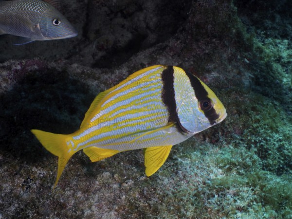 A yellow striped fish, pig grunt (Anisotremus virginicus), swims on a reef in the ocean. Dive site John Pennekamp Coral Reef State Park, Key Largo, Florida Keys, Florida, USA
