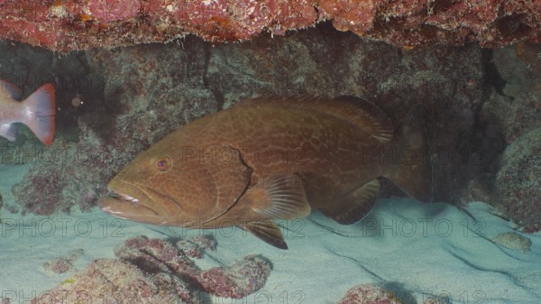 A large Black Grouper (Mycteroperca bonaci) hides under a reef on the sandy seabed. Dive site John Pennekamp Coral Reef State Park, Key Largo, Florida Keys, Florida, USA