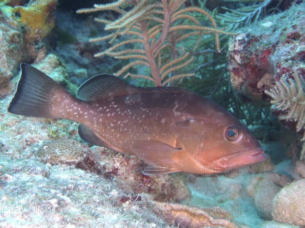 A single Black Grouper (Mycteroperca bonaci) near corals in an underwater landscape. Dive site John Pennekamp Coral Reef State Park, Key Largo, Florida Keys, Florida, USA