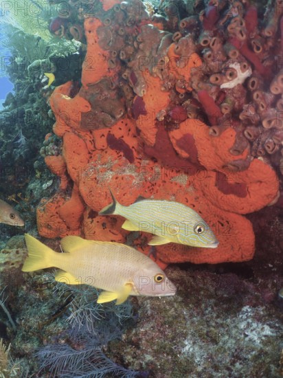 Colourful fish, schoolmaster snapper (Lutjanus apodus), swimming on a vibrant orange sea sponge in the ocean. Dive site John Pennekamp Coral Reef State Park, Key Largo, Florida Keys, Florida, USA