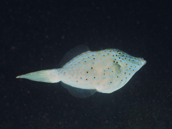 A fish with blue spots, script filefish (Aluterus scriptus), swims in a dark underwater environment. Dive site John Pennekamp Coral Reef State Park, Key Largo, Florida Keys, Florida, USA