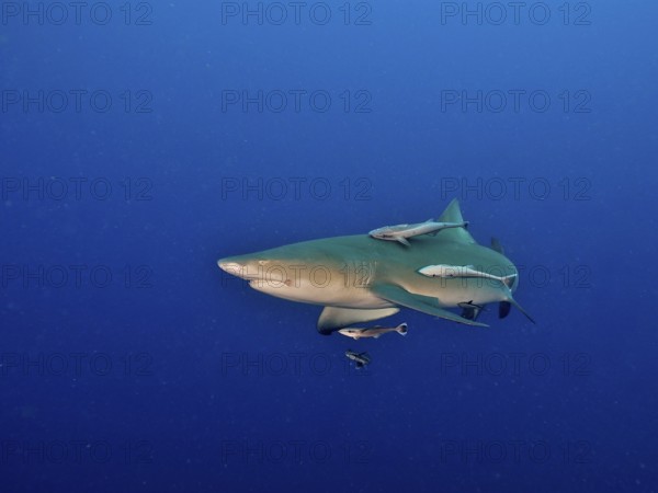 Lemon shark (Negaprion brevirostris) with several small fish, shipkeepers (Echeneidae), as company in the deep ocean. Dive site Lemon Drop, Jupiter, Florida, USA