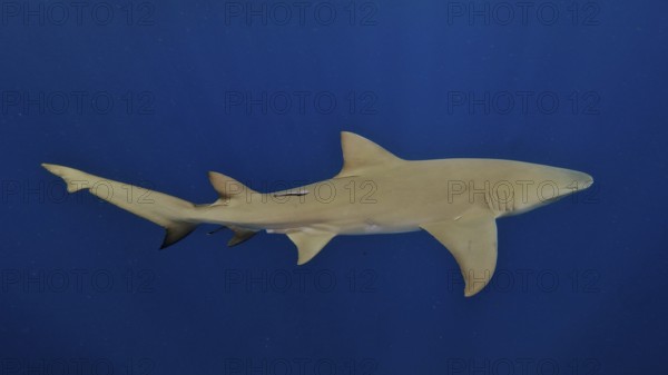 Slender lemon shark (Negaprion brevirostris) swimming in the blue waters of the ocean. Dive site Lemon Drop, Jupiter, Florida, USA
