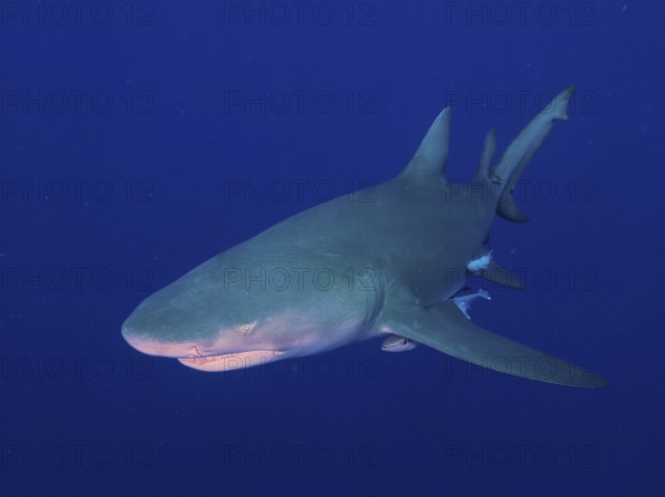 Lemon shark (Negaprion brevirostris) swims through the deep blue water. Dive site Lemon Drop, Jupiter, Florida, USA