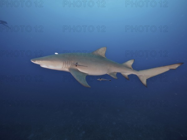 A lemon shark (Negaprion brevirostris) swims freely in the deep blue ocean, accompanied by a small fish, a ship keeper (Echeneidae) . Dive site Lemon Drop, Jupiter, Florida, USA
