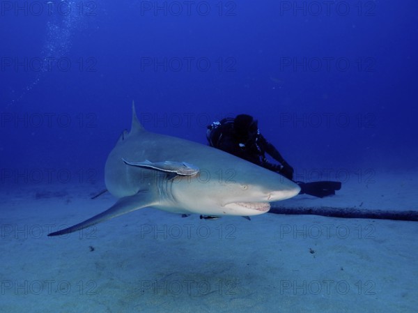 Lemon shark (Negaprion brevirostris) swimming close to a diver in deep blue water. Dive site Bonair, Jupiter, Florida, USA