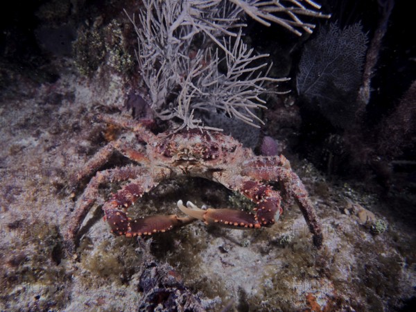 Large crab with distinctive claws and dotted shell, West Indian spider crab (Maguimithrax spinosissimus), moving across the seabed. Dive site John Pennekamp Coral Reef State Park, Key Largo, Florida Keys, Florida, USA
