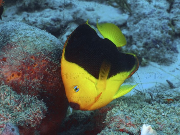 A bright yellow fish with black areas, tricolour angelfish (Holacanthus tricolor), at the coral reef. Dive site Blue Heron Bridge, Phil Foster Park, Riviera Beach, Florida, USA
