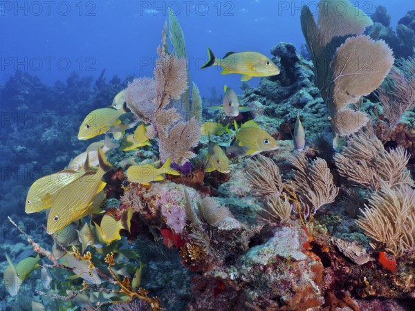 Many yellow bluestriped grunts (Haemulon sciurus) swim through a colourful reef in clear water. Dive site John Pennekamp Coral Reef State Park, Key Largo, Florida Keys, Florida, USA