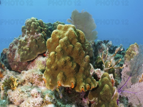 Lively coral landscape with mountain star coral (Orbicella faveolata) in light blue water. Dive site John Pennekamp Coral Reef State Park, Key Largo, Florida Keys, Florida