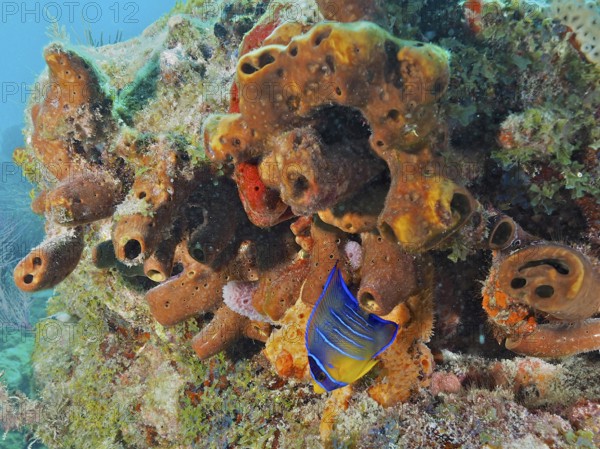 Living sponges, Brown tube sponge (Agelas conifera), with colourful fish inhabiting the reefs. Dive site John Pennekamp Coral Reef State Park, Key Largo, Florida Keys, Florida